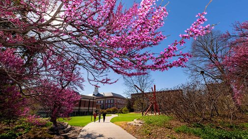 campus tree and pathway